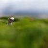 Kulik bledy - Pluvialis squatarola - Grey Plover o1087